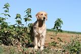 GOLDEN RETRIEVER 073